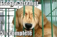 Dogs...