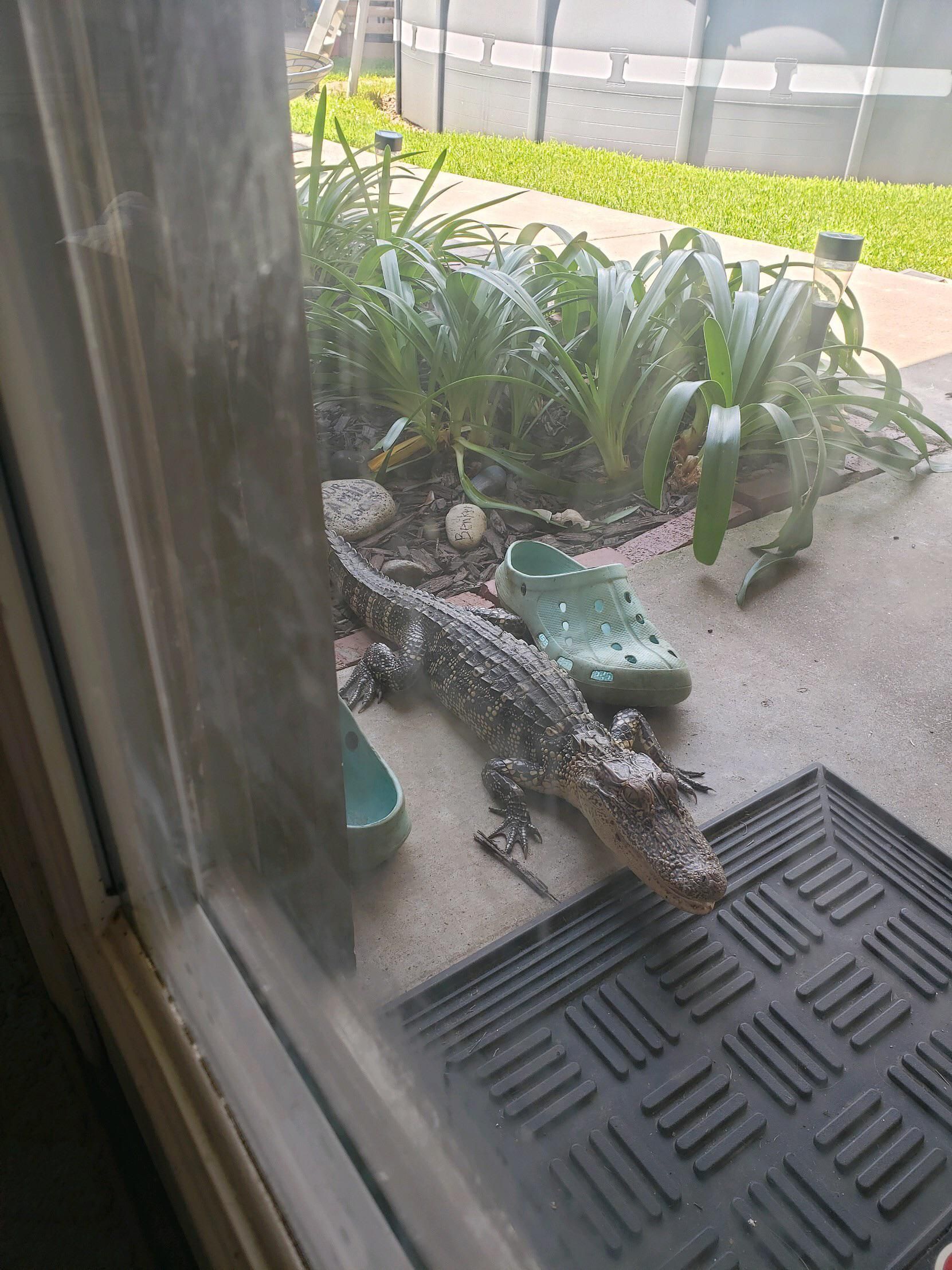 Just a baby gator chillin’ with the crocs on the back porch. He’s adopted.