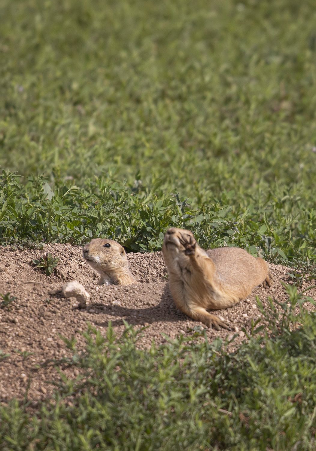 Even though my photo turned out blurry, I got a kick out of this overly dramatic prairie dog.