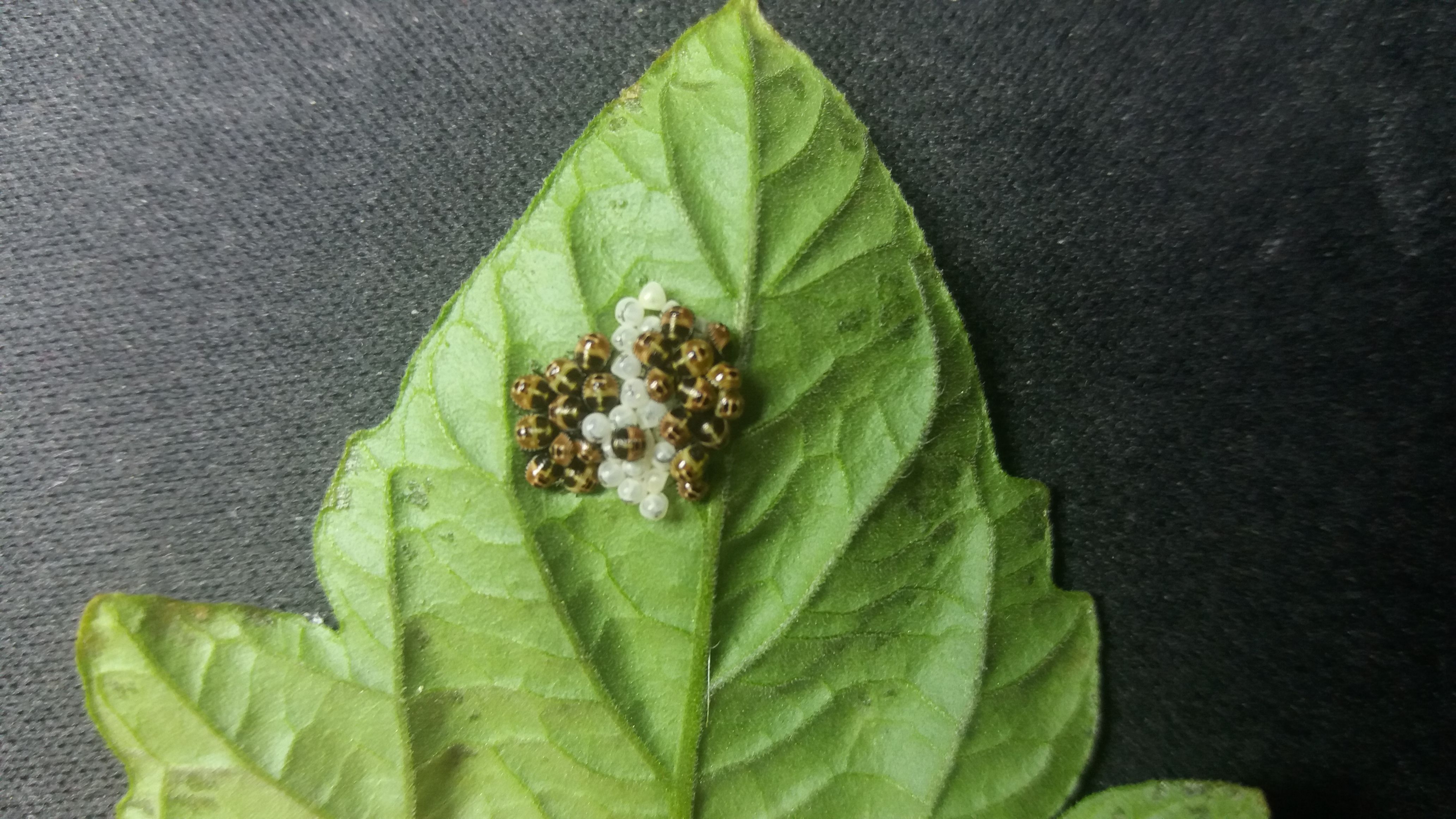 What's this? Found today on bottom of tomato leaf.