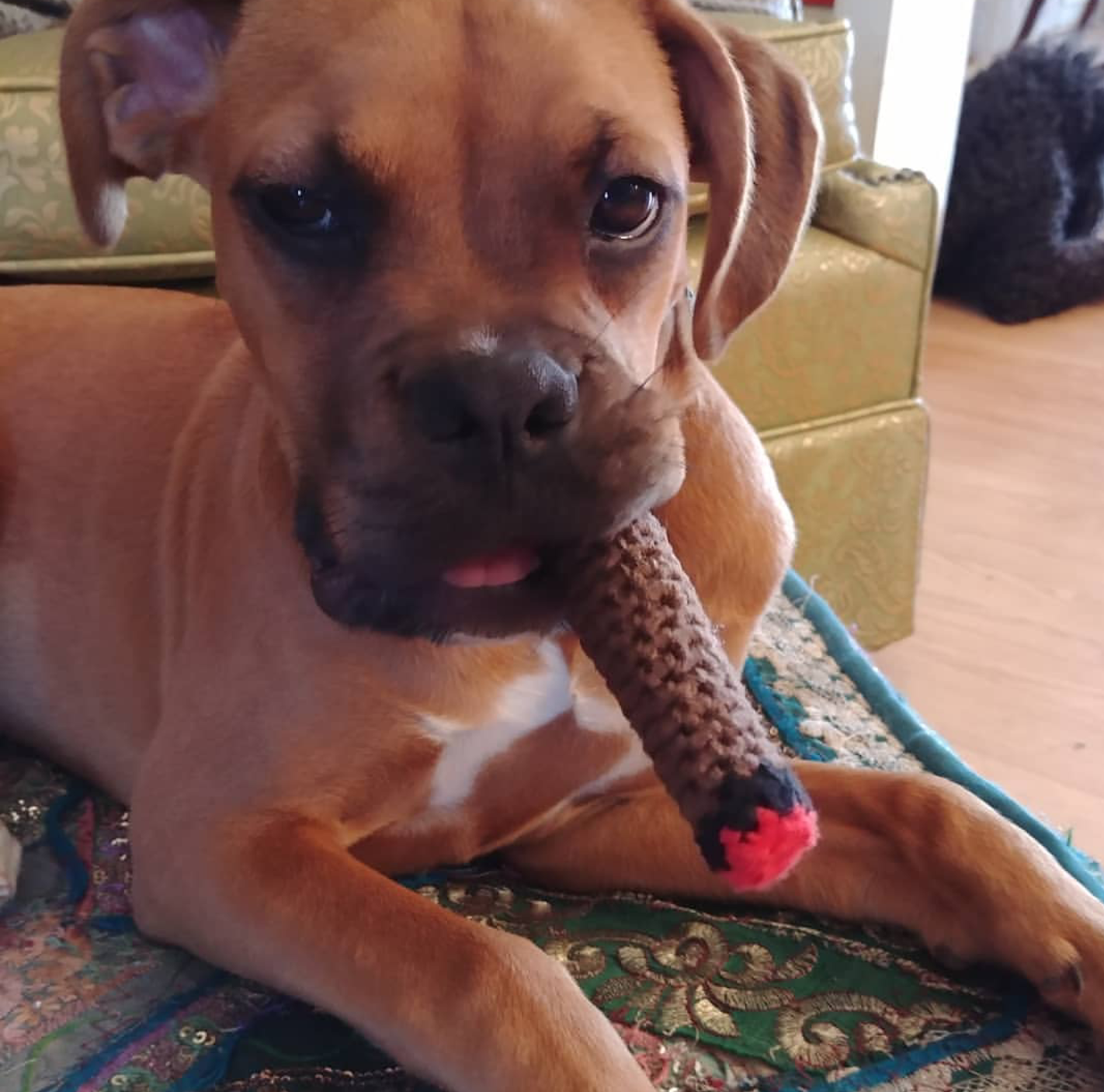 My mom crocheted my dog a cigar...