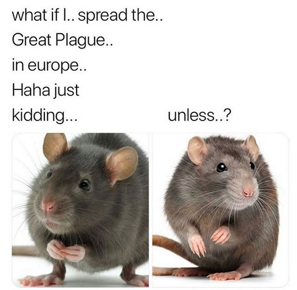 Rat bois