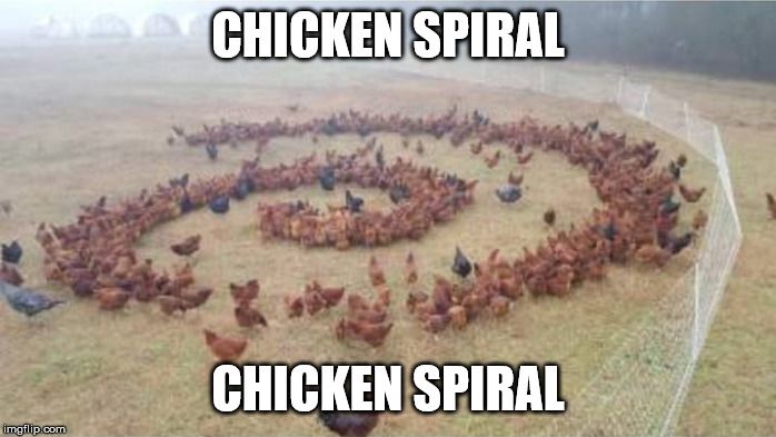 chicken spiral
