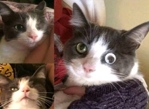 This cat lost vision in one eye, but thanks to modern technological advancements, his vision was repaired.