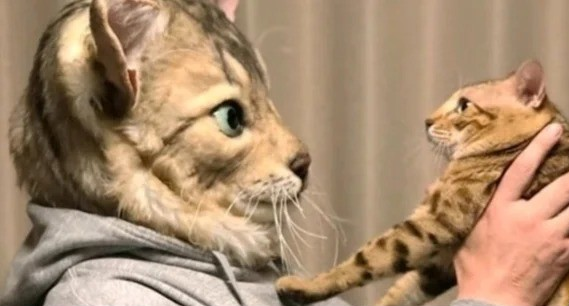 Look at me, I'm the cat now