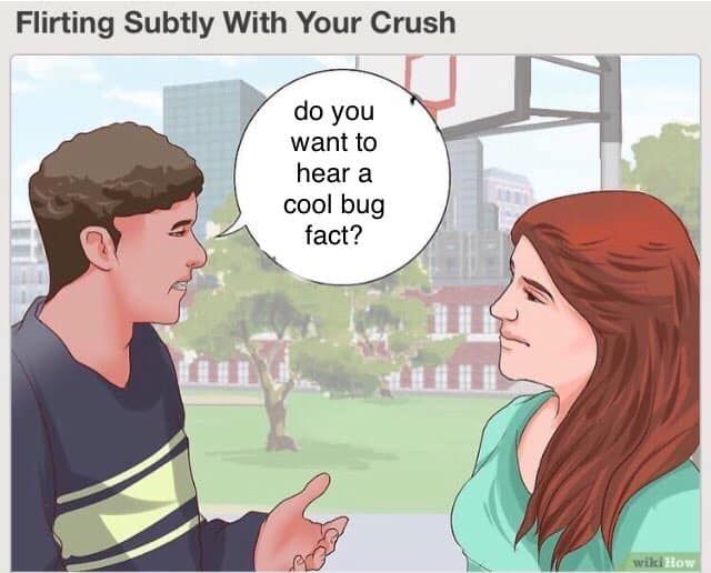 cool bug facts