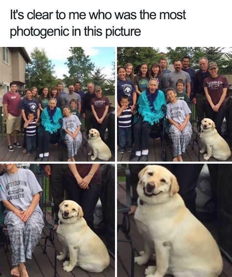 Most photogenic doggo