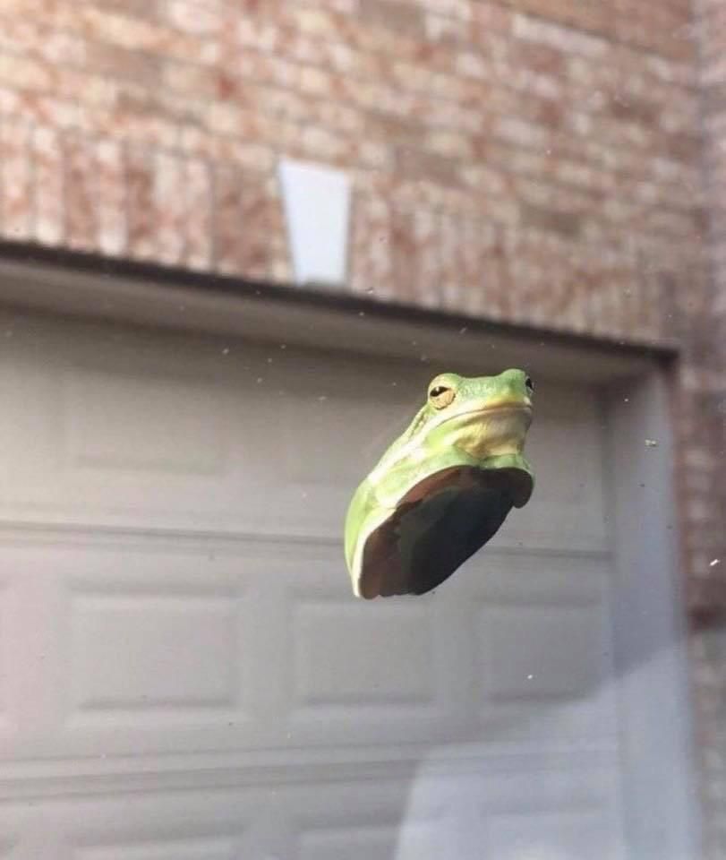 This judgmental frog.