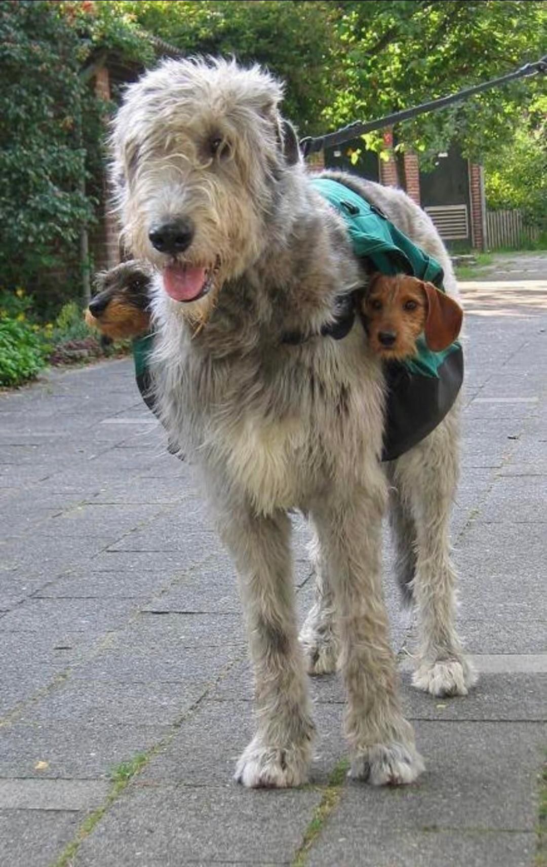 Nice subwoofers