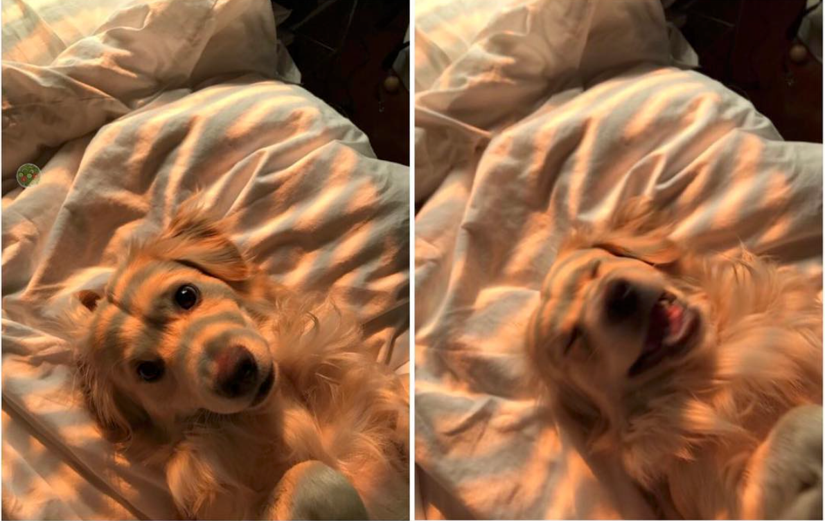 Before and after this dog was told he was a good boy
