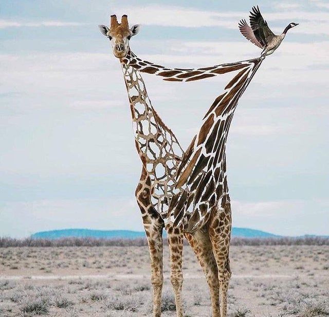 wake up Giraffes aren't real