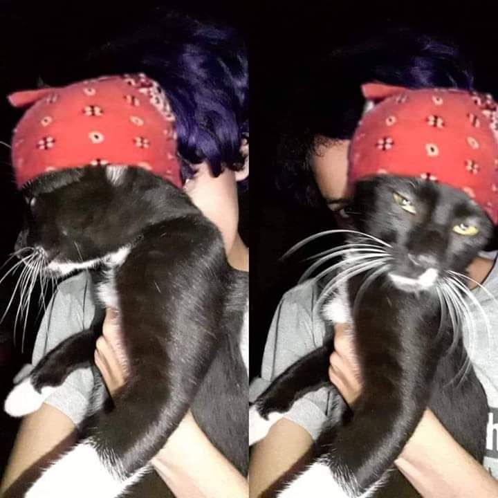 Cat Ricardo