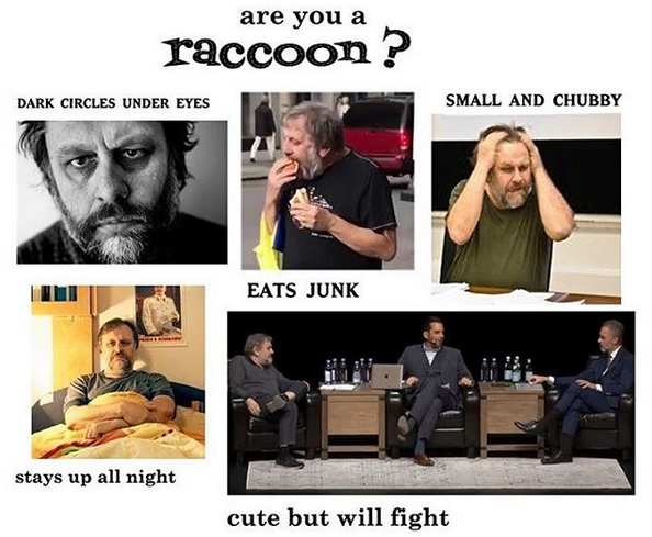 Racoons