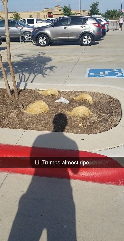 Just found this on imgur - Lil Trumplings