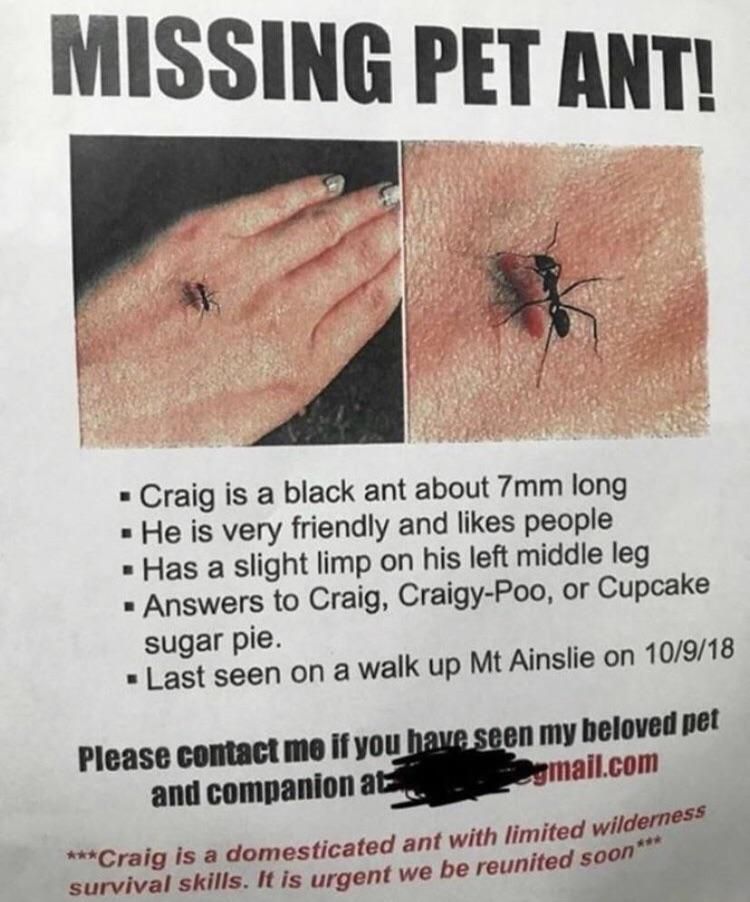 “Missing pet ant”