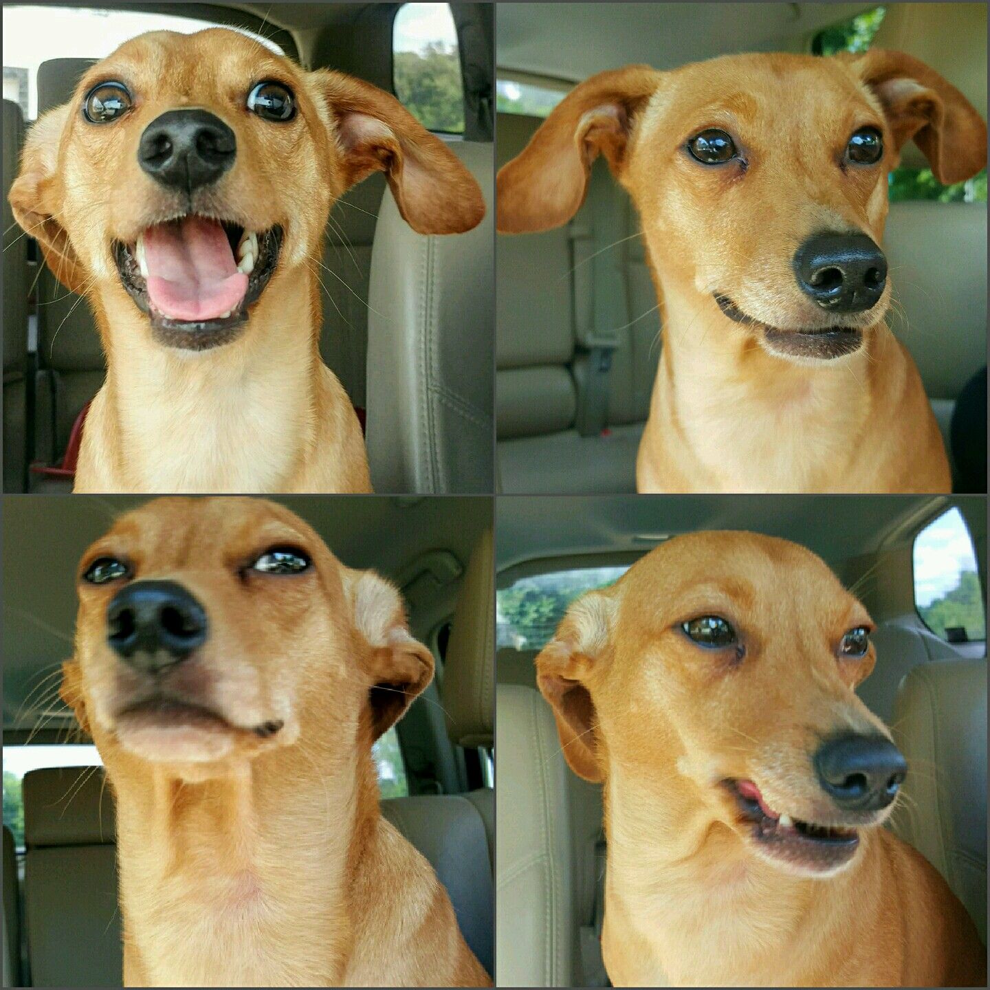 The four phases of him finding out I pet another dog.