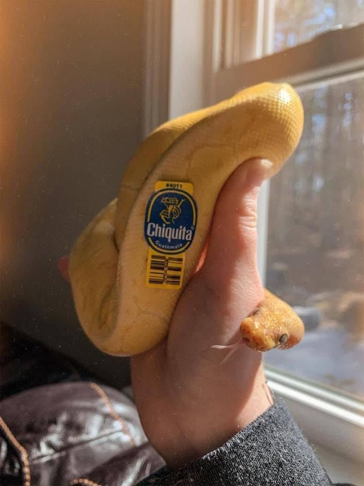 Sneaky Banana