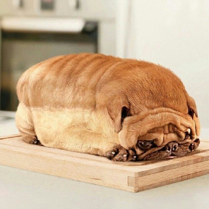 Googled "dog bread" instead of "dog breed". Not dissapointed.