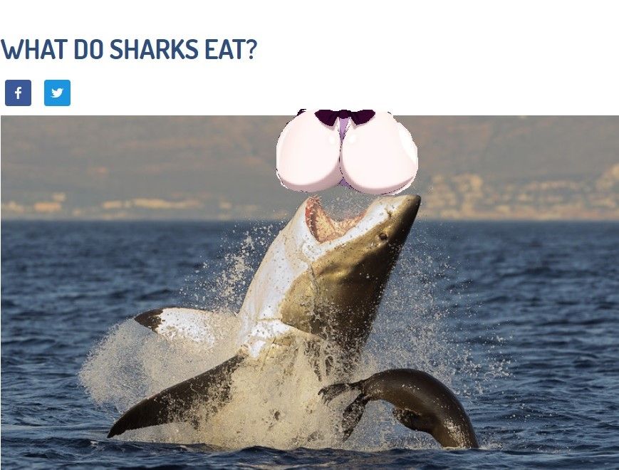 In honour of shark week