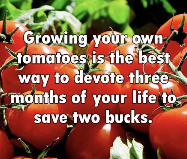 Add a few bucks for tomato loving squirrels.