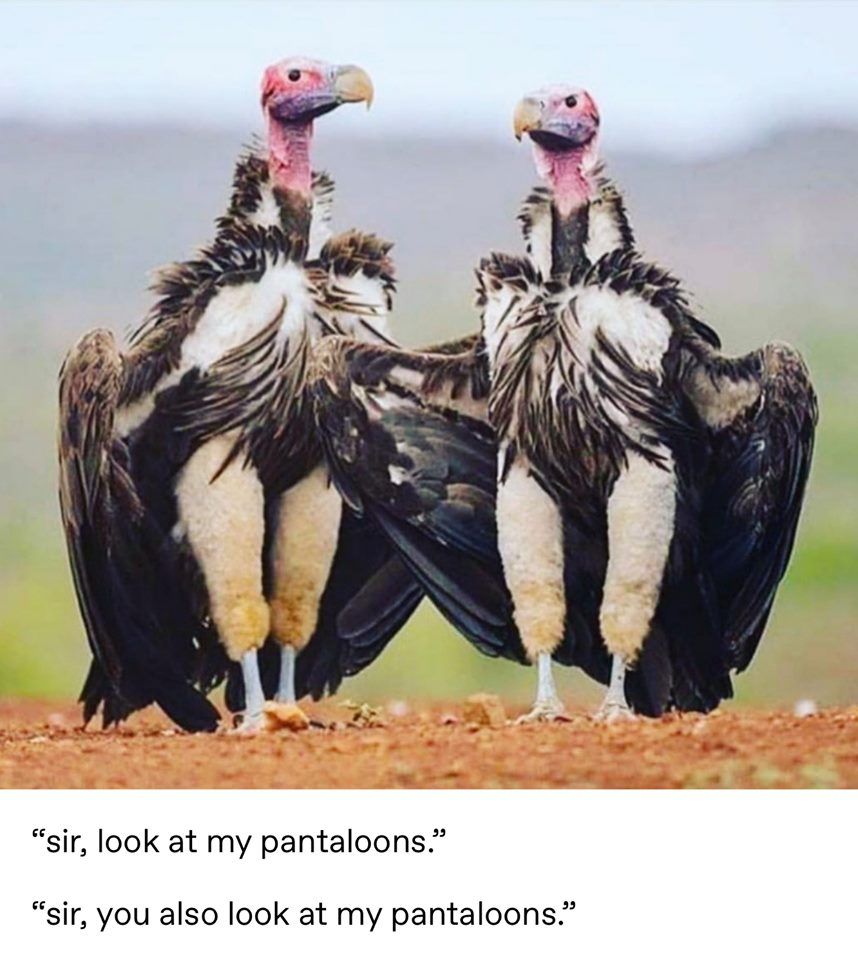 Sirs, will you not look at their pantaloons?