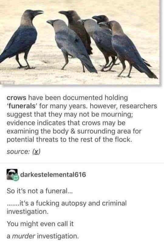 Caw and Order