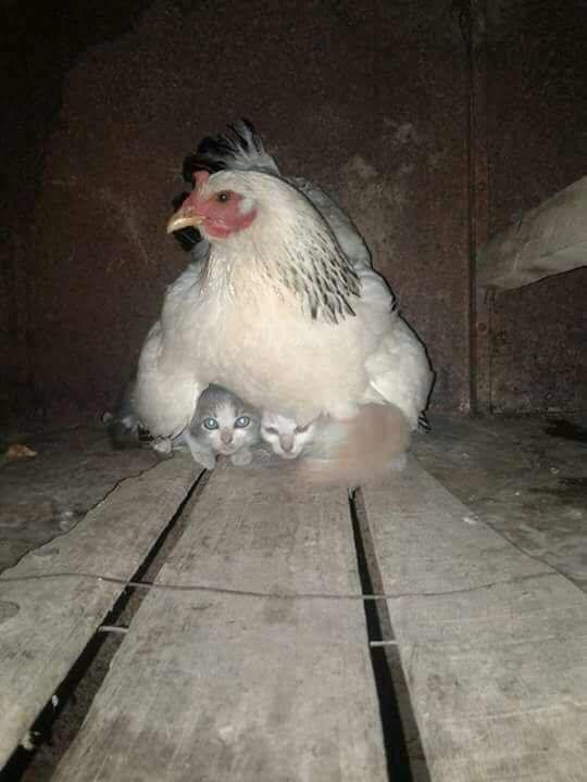Hen taking care of kittens during storm.