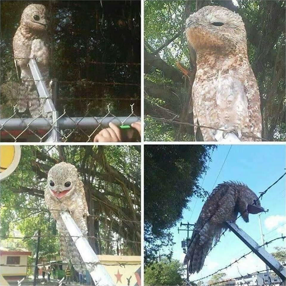 Behold, the majestic Potoo bird