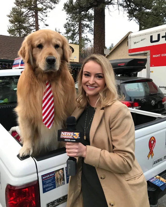 Meed The Mayor Of Idyllwild, Ca. His Name Is Max. He's A Very Good Boi.