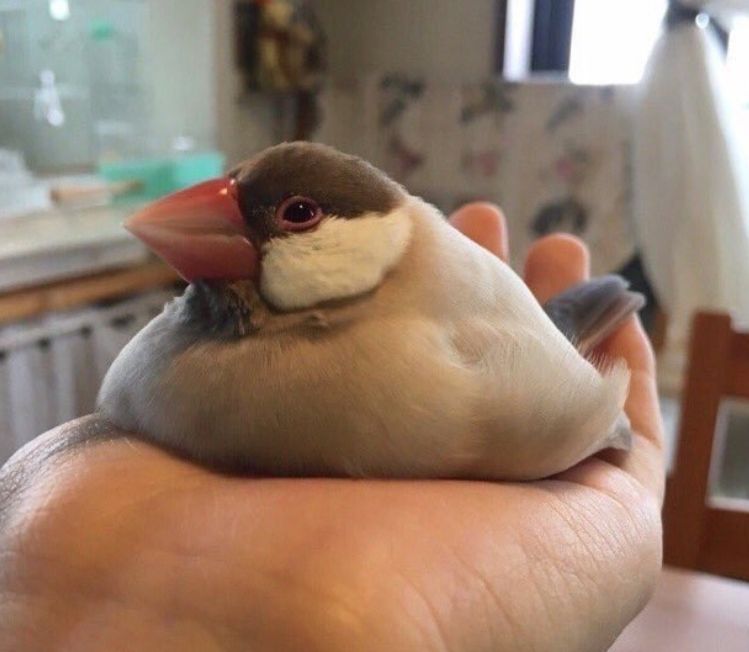 This birb is melting