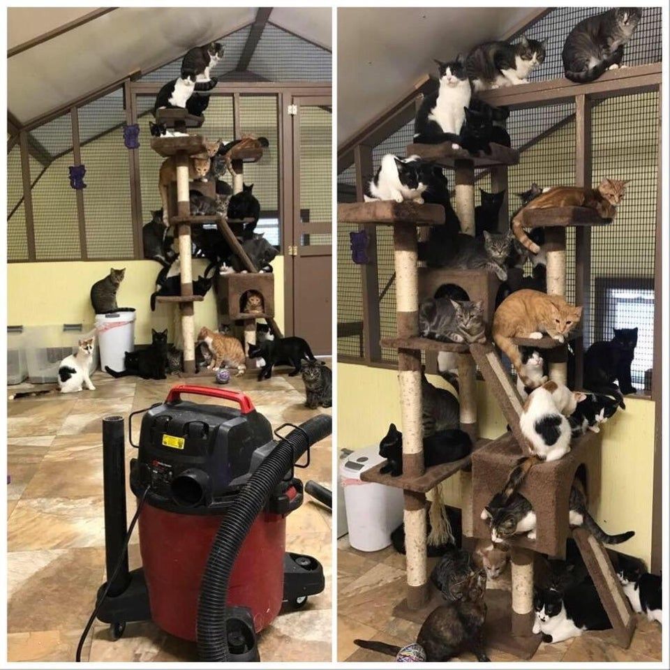Vacuuming at an animal shelter.