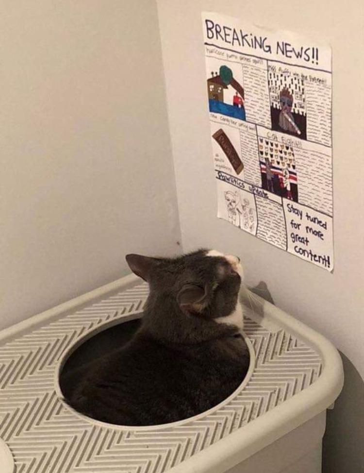 This cat, has a newspaper to read while it uses the litter box.