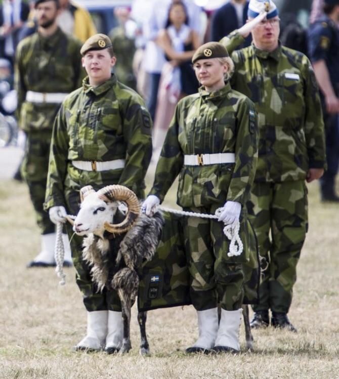 Swedish army goat 