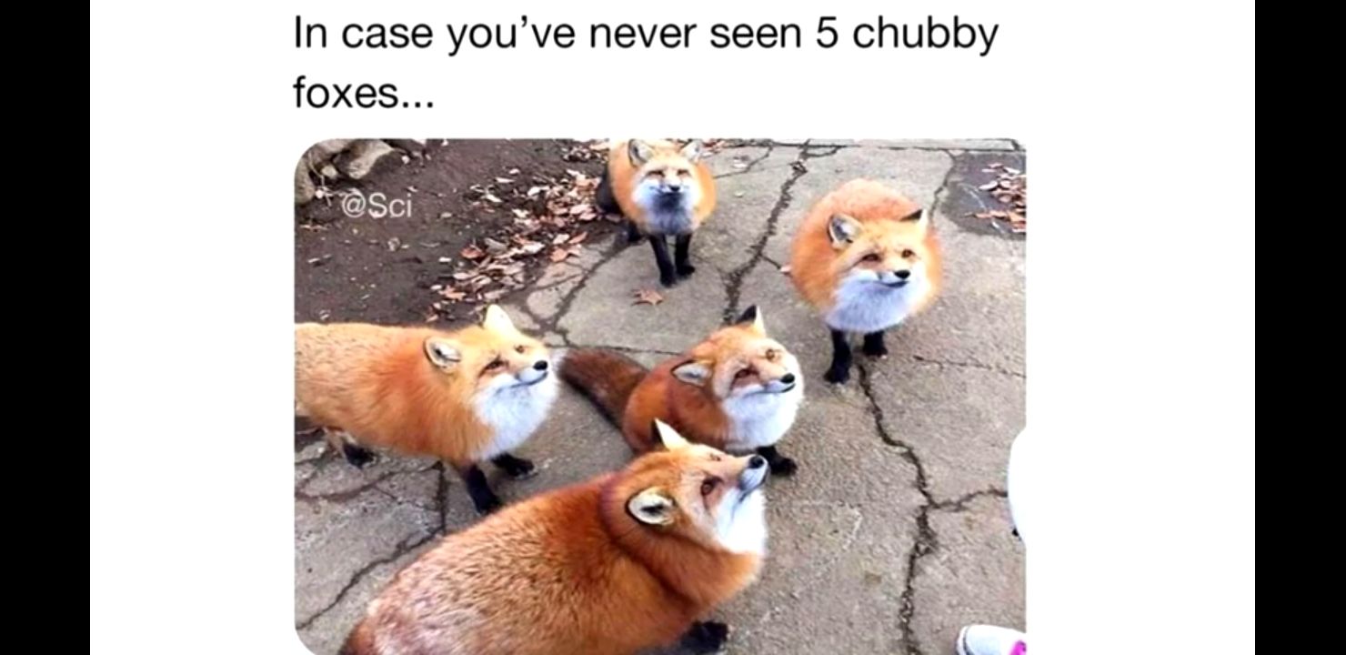 5 chubby foxes