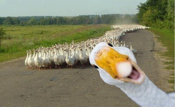 And this is how the world ends, not by the hands of a human, but by the beak of a goose..