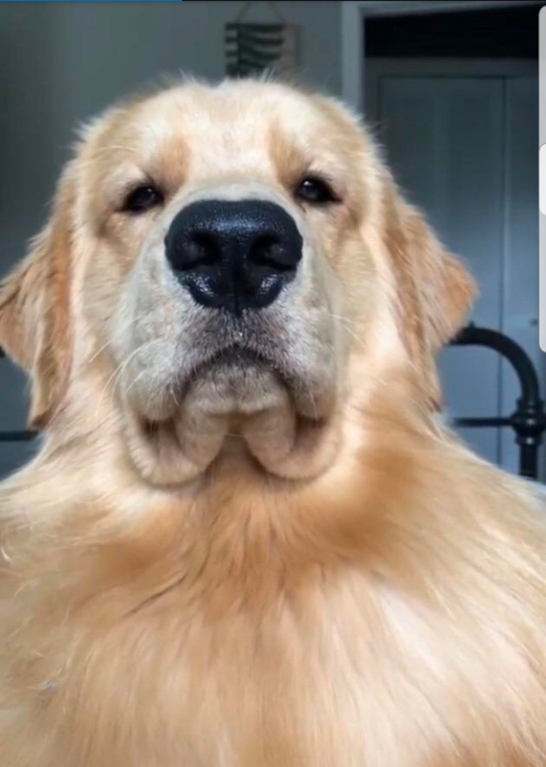 I showed you my boops... please respond.