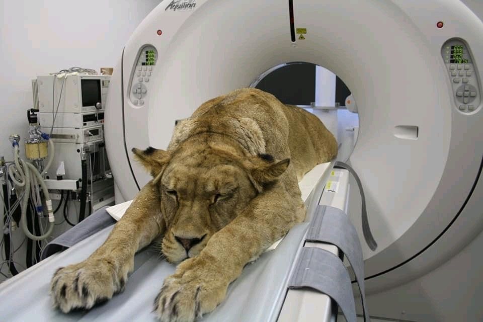 Just a routine CAT scan