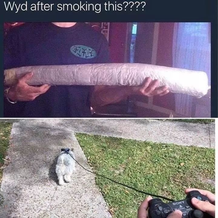 VR dog walking