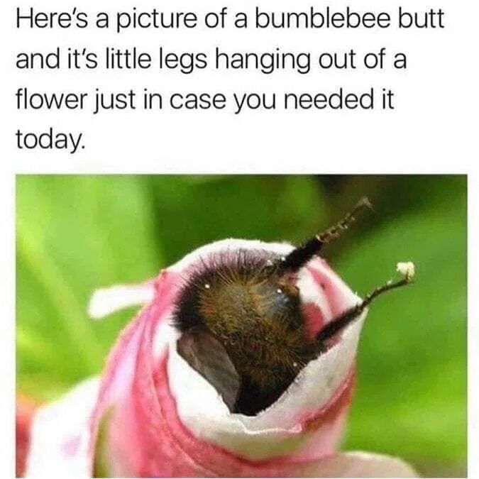 You can do it lil' bee