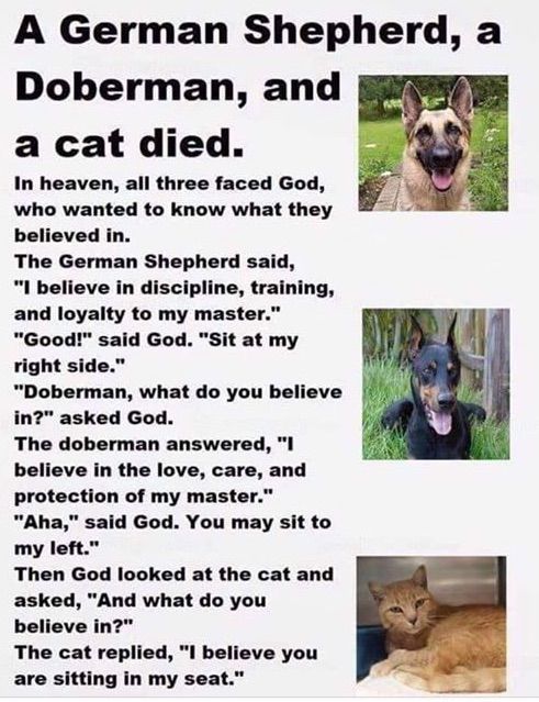Two Dogs and a Cat go to heaven.