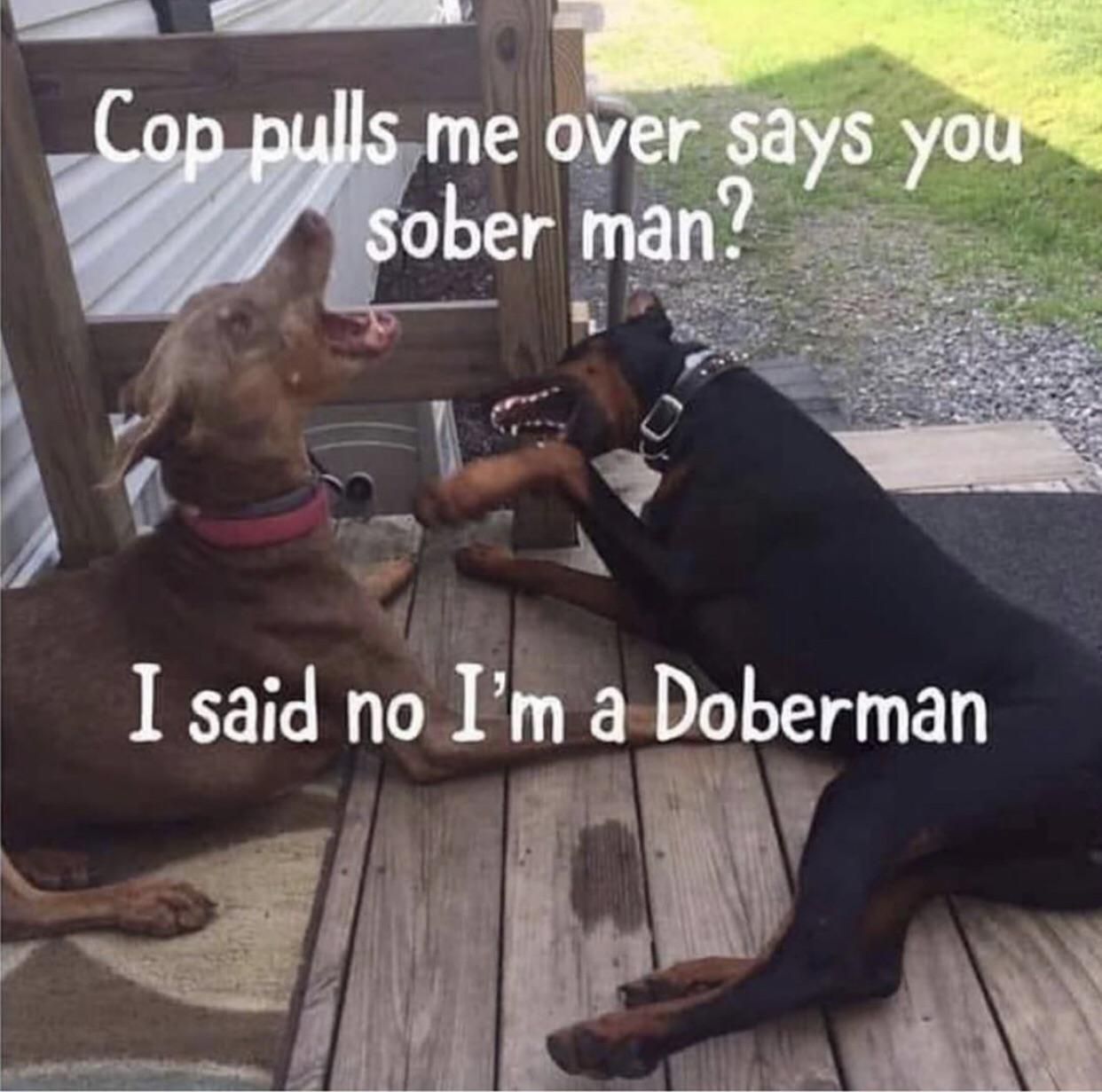 Those damn cop!