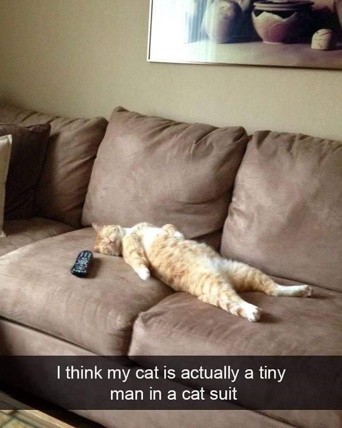 We all know a cat like this.