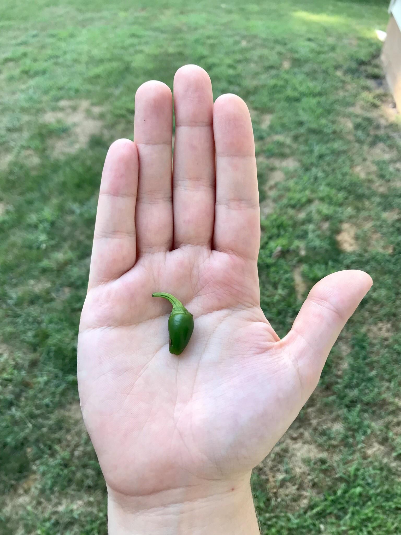 Should I get this guy from my jalapeño harvest a tiny sweater? Because he’s a little chili.
