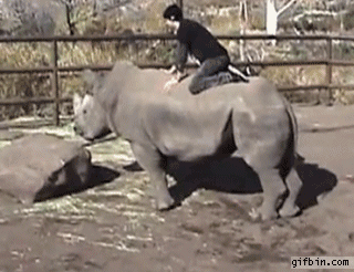 Rhino Rodeo Ride