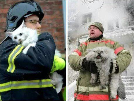 Cat from Denmark vs. cat from Russia after being saved from a fire