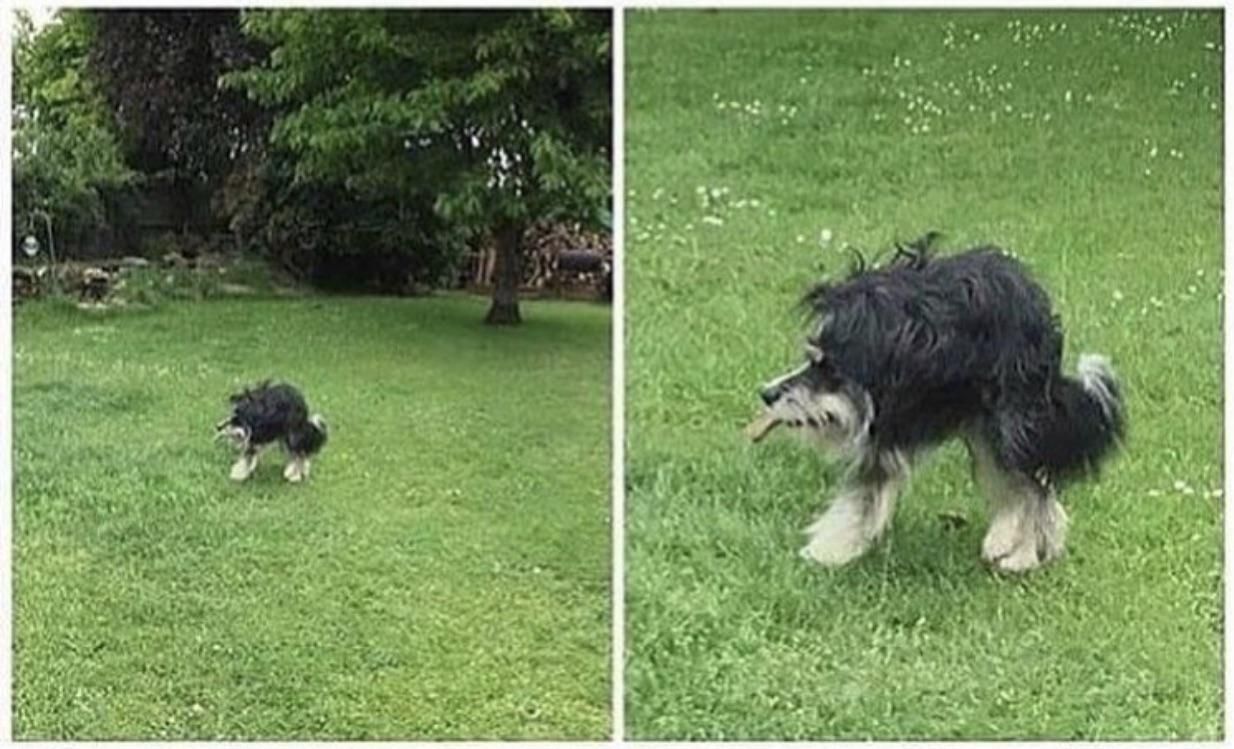 I regret trying to take a cute panorama of my dog:’/