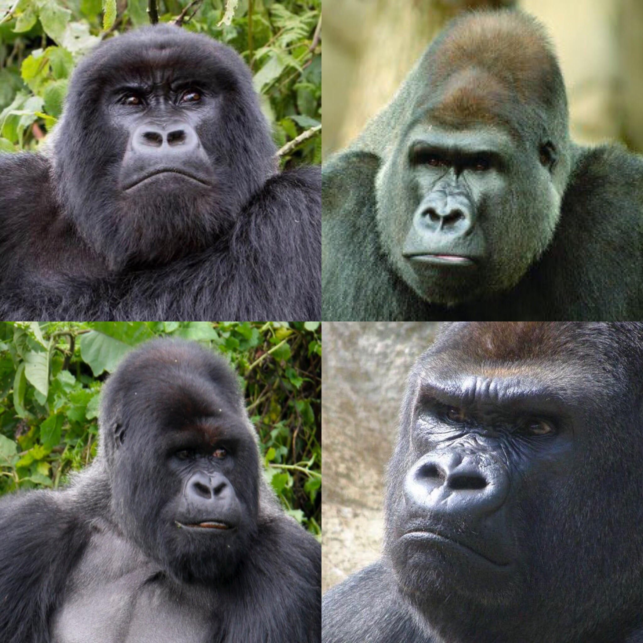 Gorillas always look like they’re about to meet their daughters new boyfriend