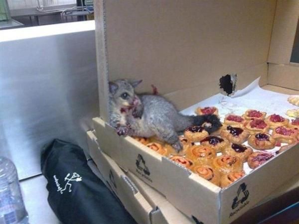 A possum broke into an Australian bakery and ate so many pastries it couldn't move. This is how they found him.