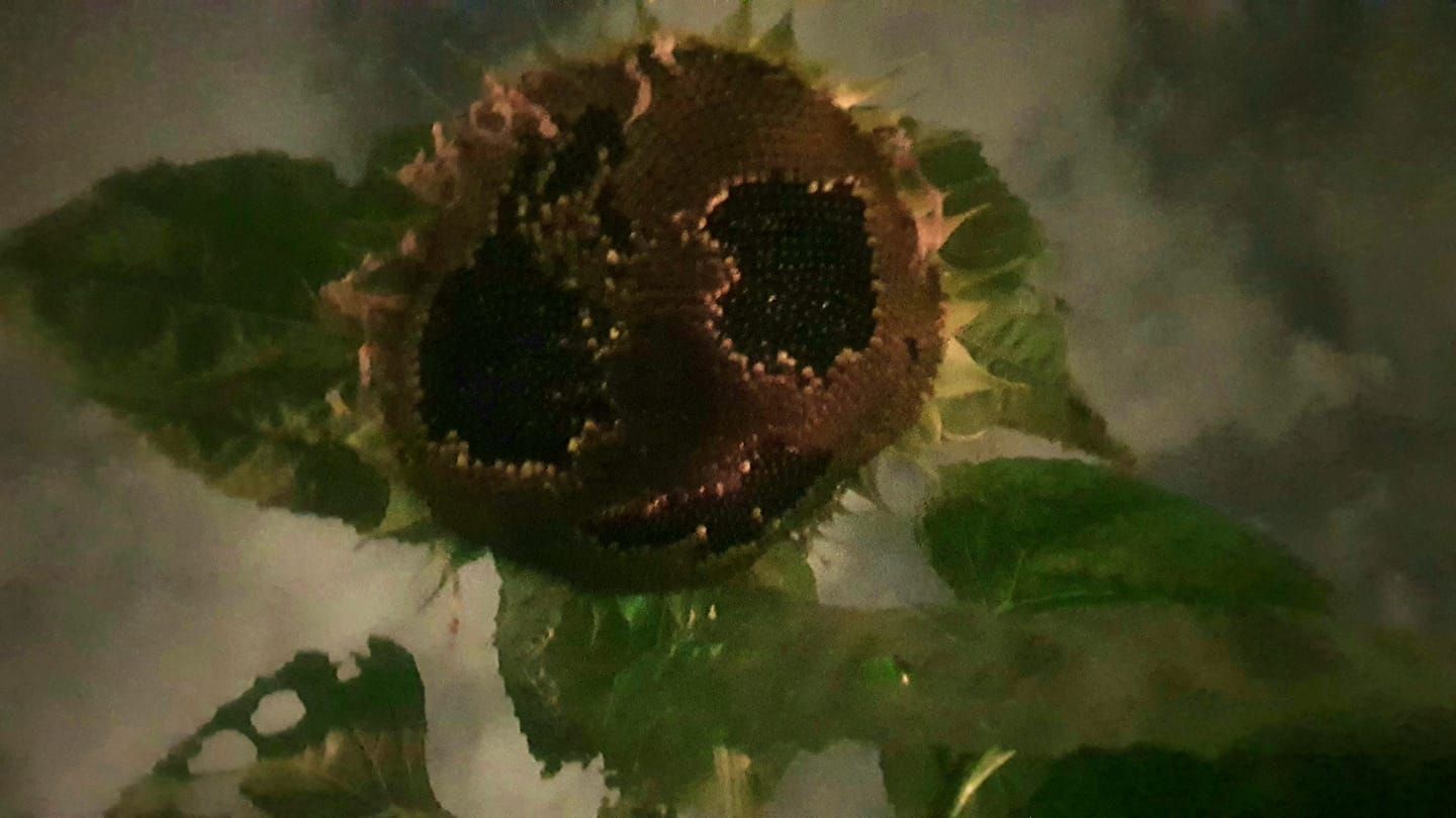My mate took a picture of his dying sunflower and caught a Tim Burton still...