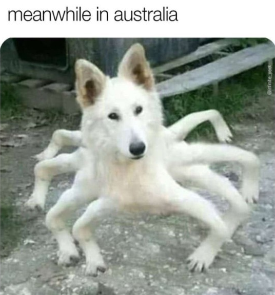 Don't mess with those dingoes man